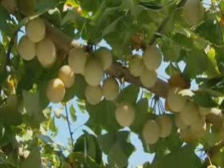 Arbre miracle documentaire 2/5