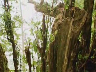 Arbre miracle documentaire 3/5