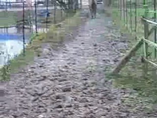 Ouzo et Quito au pré