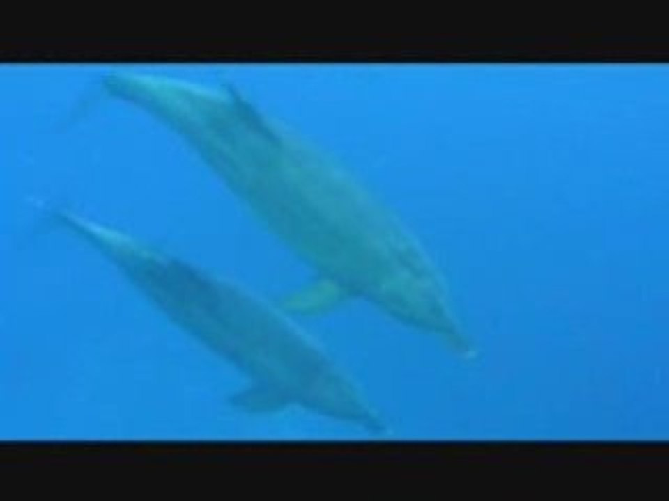 fanny dolphins - scuba diving - egypt