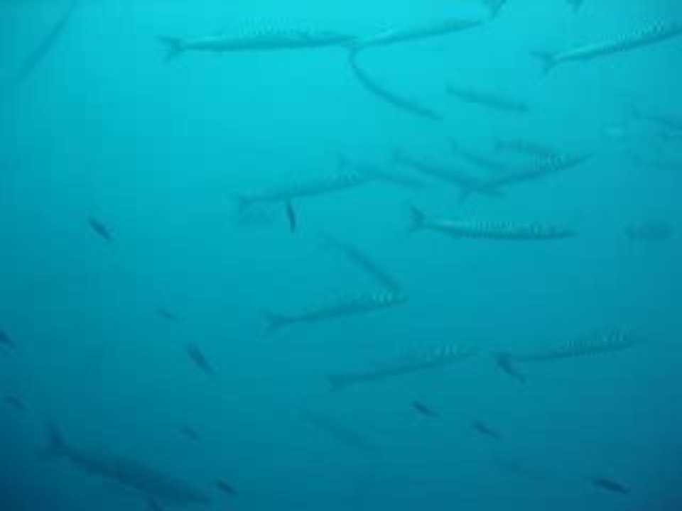 Les barracudas de la Gabinière