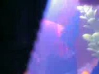 Lepistes ve Moli Çiftleşmesi