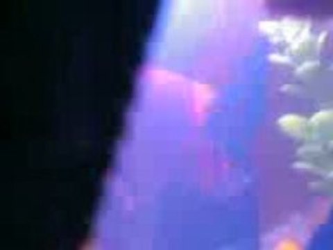 Lepistes ve Moli Çiftleşmesi