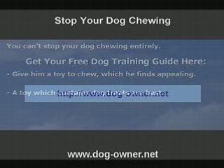 Stop Dog Chewing The Easy Way