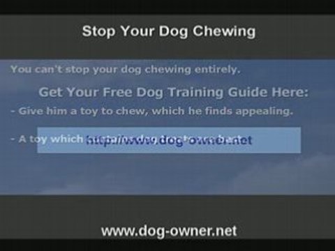 Stop Dog Chewing The Easy Way