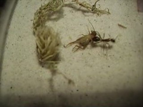 FOURMIS CAMPONOTUS FELLAH AVEC UN GRILLON