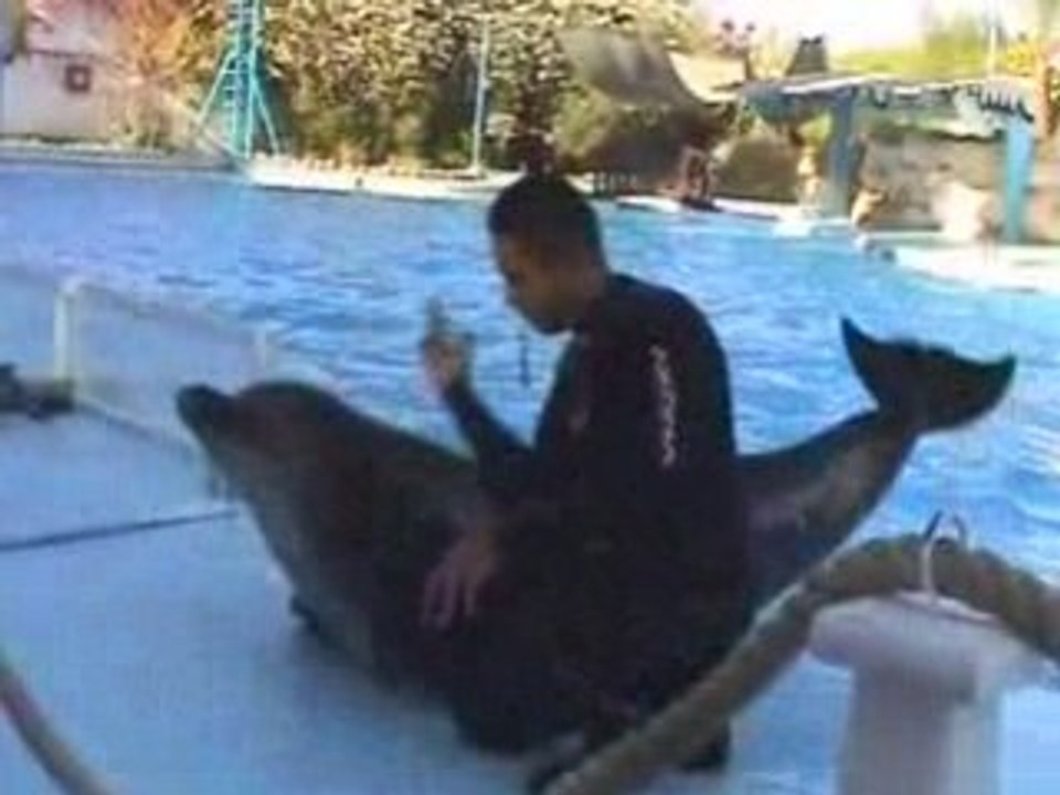 SHARM 2008 Delfinárium