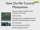 Natural Mosquito Repellent - How To Keep Mosquitoes Away