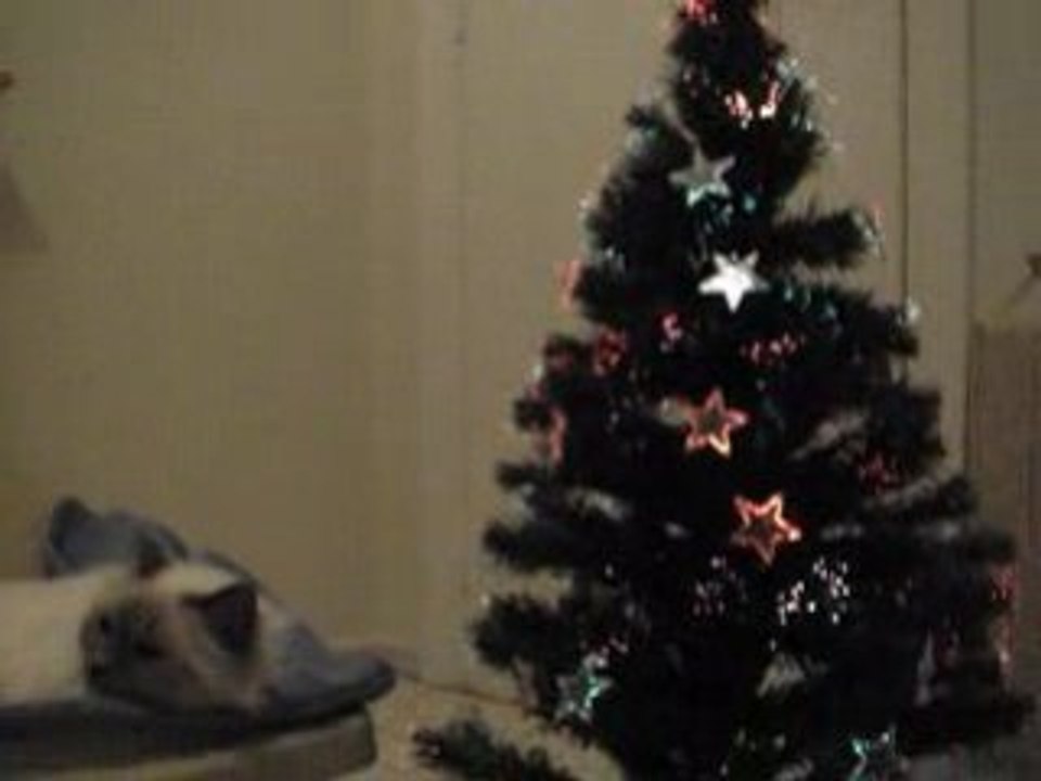 YOTA ET SON ARBRE DE NOEL 017