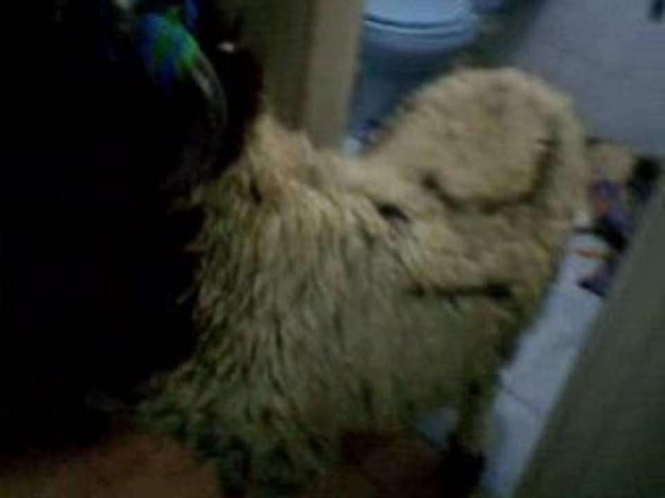 The Sheep 1