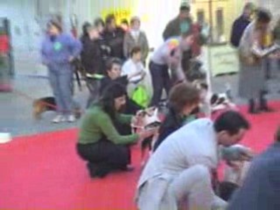 02 02 08 expo de Chalons Meilleurs de race