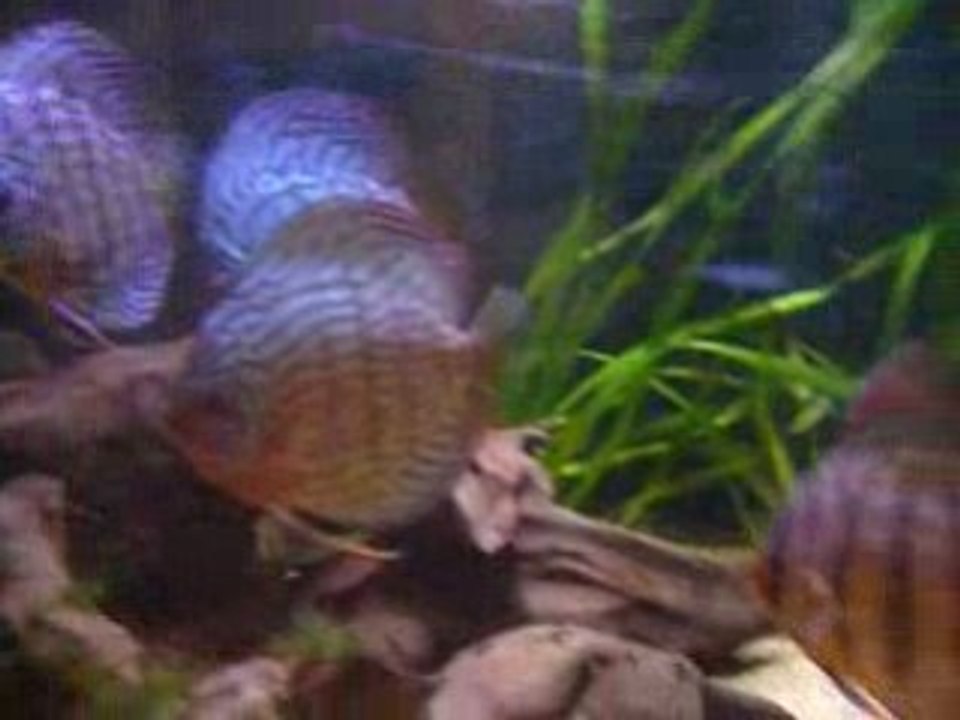 Discus