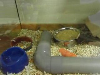 Bébé gerbille n'aime pas l'eau !