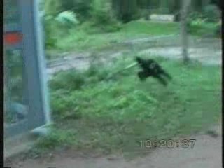 Monkey and dog hahaha