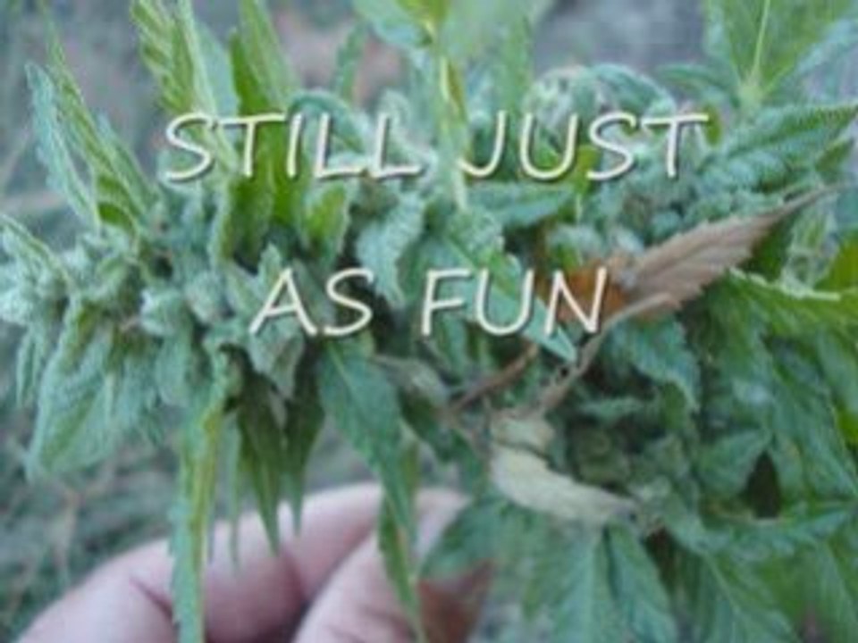 MARIJUANA-GROWING  THE MOST POTENT STAIN IN THE WORLD 27%