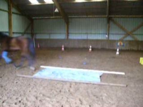 Défi : Passer sur une bache au trot - Gaelle et Olivo -