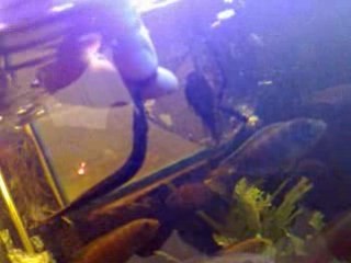 masta qui mange a la main