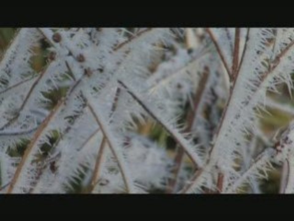 Winterdream