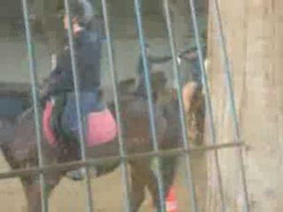Reprise d'adultes galop 1/2 horse ball