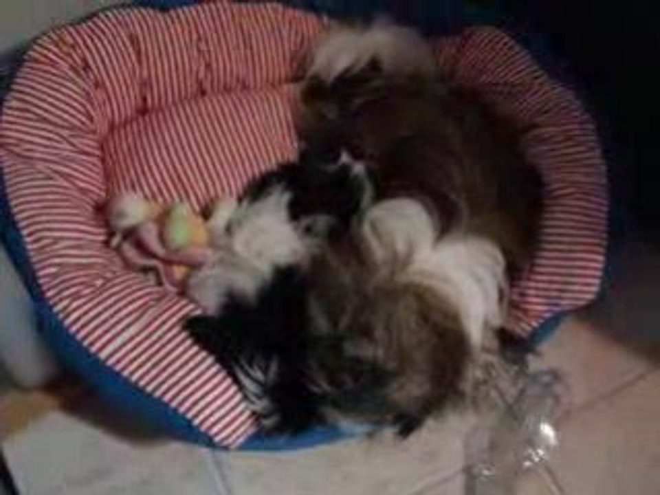 Vidéo 081