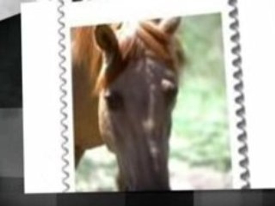 Horse Lovers Gifts