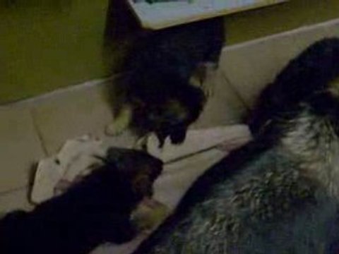 Chiots bergers allemands qui jouent