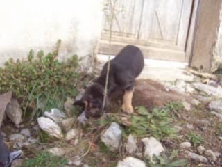 Djembe, lui tout seul...