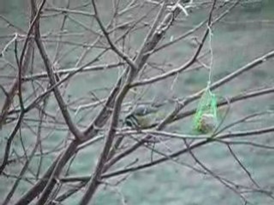 petite mésange!!