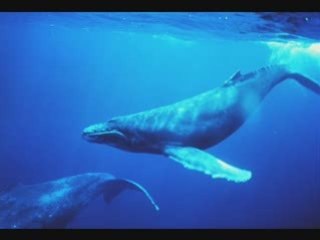 Chant des baleines