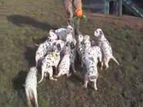 NOS CHIOTS : 7 Décembre 2008