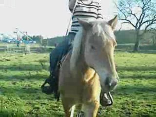 dalamity travail en lib (freestyle) avec ma selle western