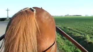 Picot au trot en attelage dec 2008