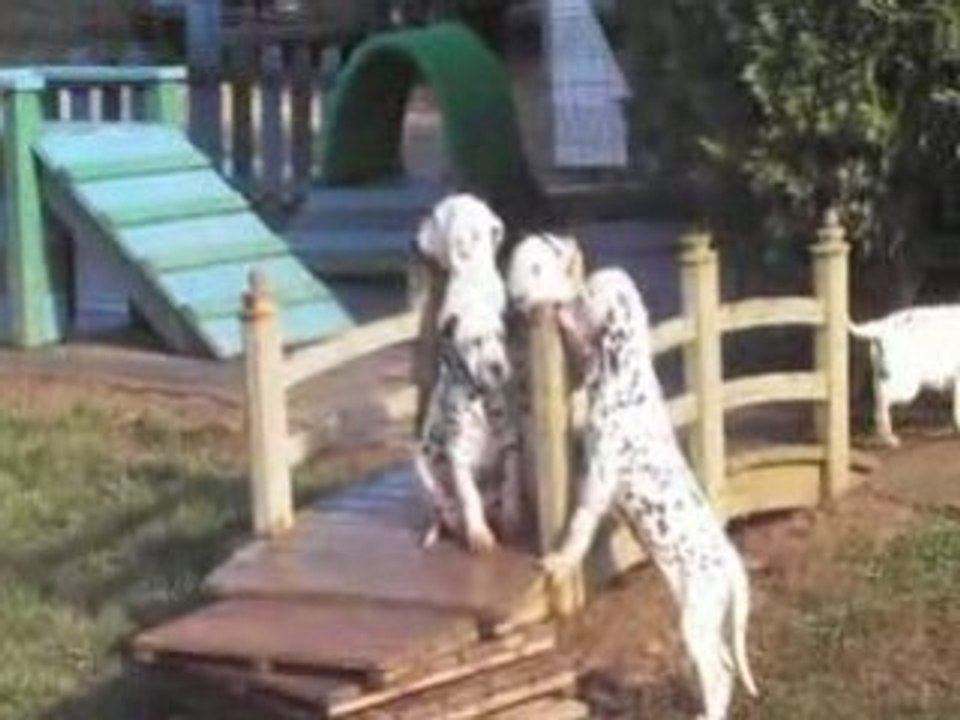 NOS CHIOTS : 7 décembre 2008