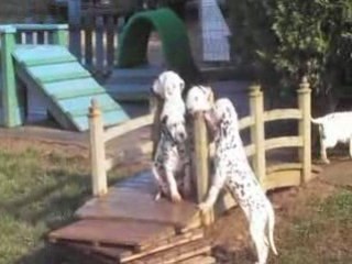 NOS CHIOTS : 7 décembre 2008