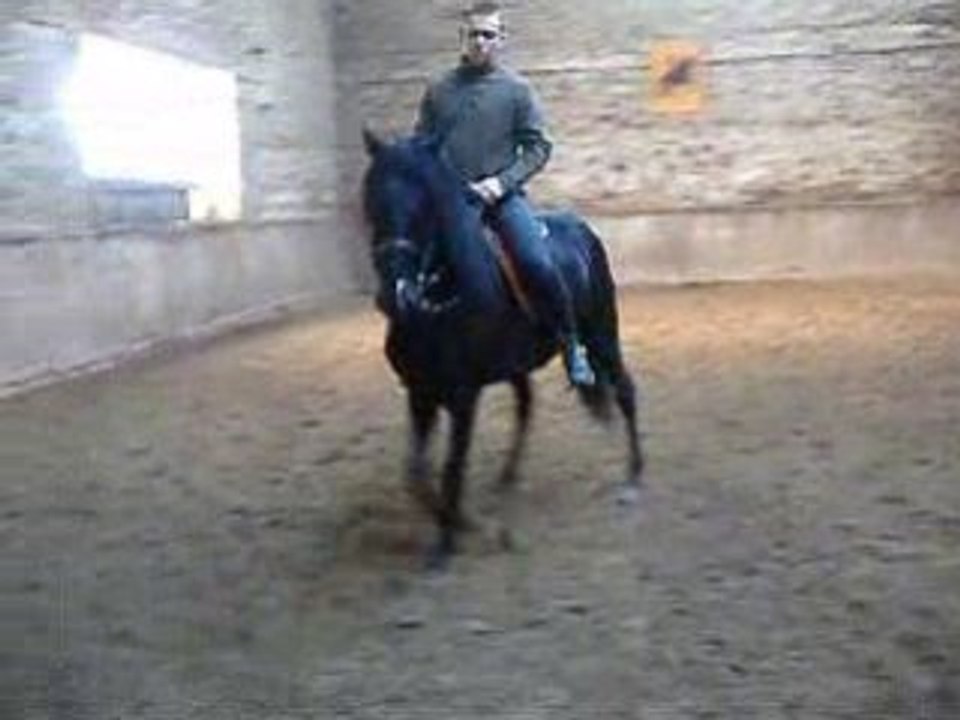 Jeune cheval