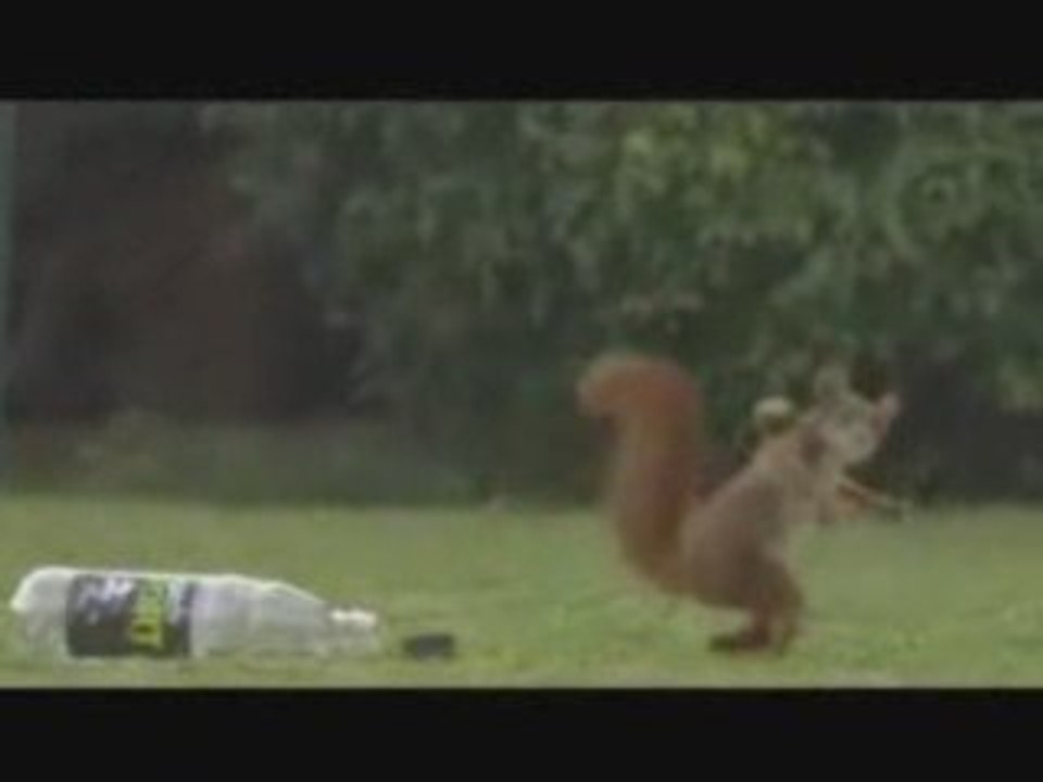 Drole d'animal