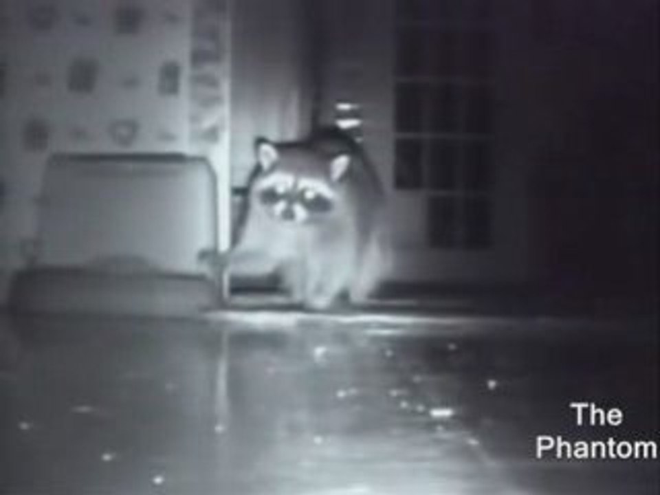 Chien et chat vs Raton Laveur