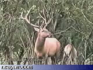 incroyable mais vrais