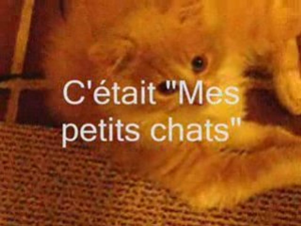 Mes petits chats