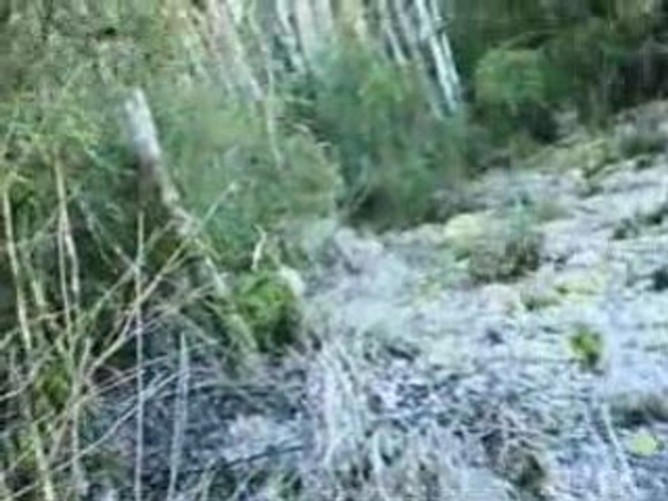 CHASSE A LA BECASSE 21 12 2008 EPAGNEUL DE SAINT USUGE