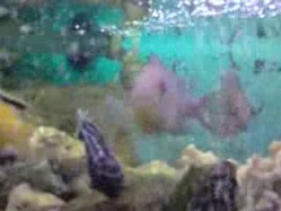 cichlidés du malawi