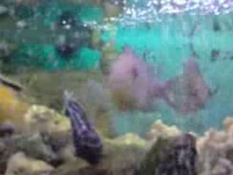 cichlidés du malawi