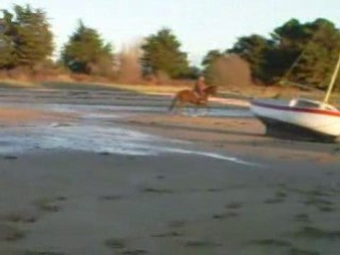 Plage 07.12.08 VIDEO TROT GALOP