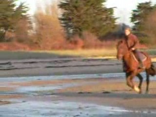 Plage 07.12.08 VIDEO GALOP