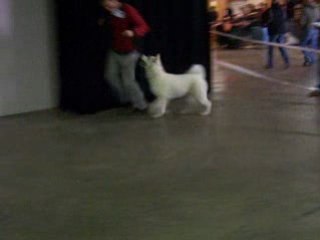 Daz'Sanka Meiho Akita  7 mois best puppy