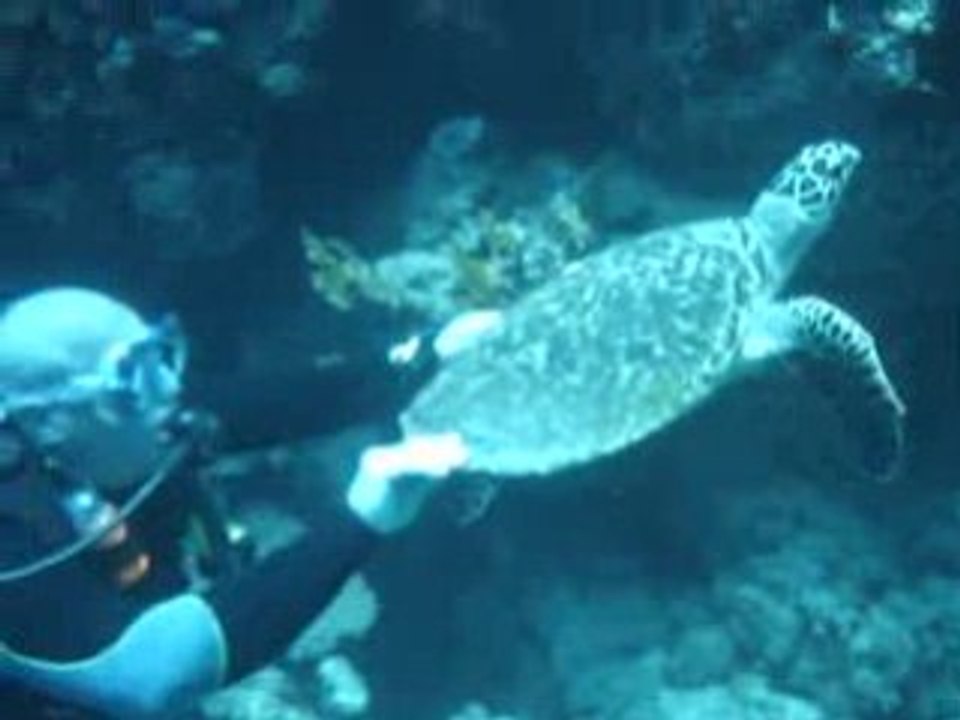 Plongée Egypte  croisière St John's