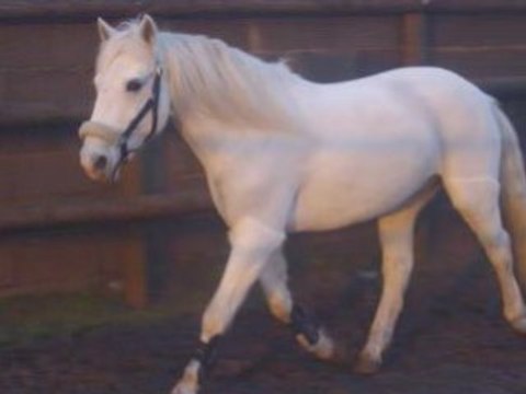 PADDOCK & PETITS EXERCICES SIMPLES.