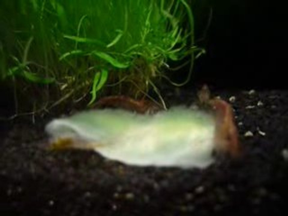 Crevettes 1