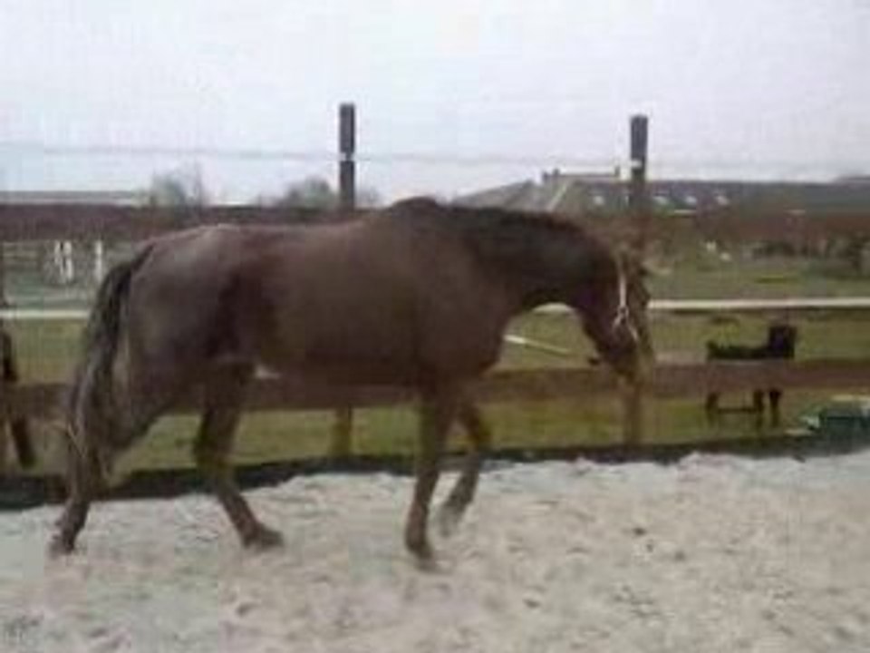 Les première foulées de galops de Rubis :)