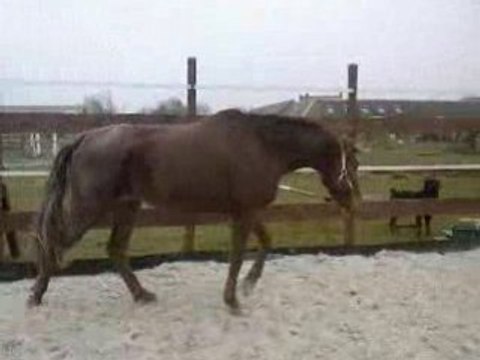 Les première foulées de galops de Rubis :)